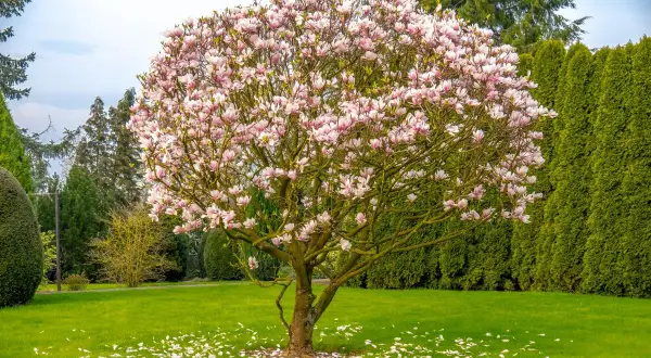 Rozkwitła magnolia w ogrodzie, obsypana różowymi kwiatami. Wokół niej zielona trawa i wysokie, gęste drzewa iglaste tworzą tło.