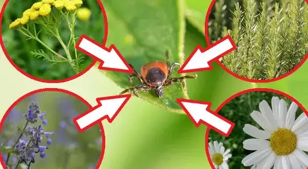 Czego boją się kleszcze? Oto naturalne wrogowie i rośliny odstraszające