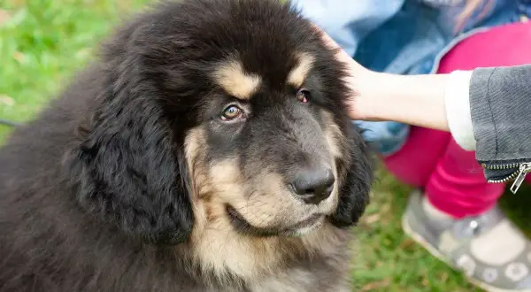 Ein junger tibet dogge mit dichtem Fell wird von einer Hand gestreichelt.