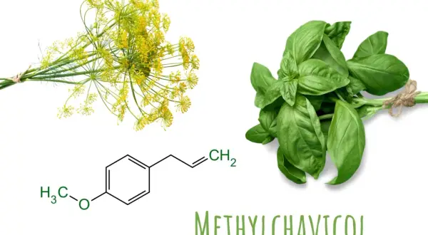 Basilikum und Dill mit chemischer Formel von Methylchavicol. Die **basilikum wirkung psyche** wird durch diese Verbindung beeinflusst.