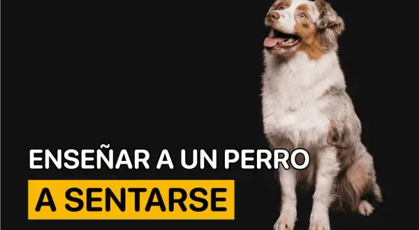 Un perro australiano mira expectante. El texto indica "Enseñar a un perro a sentarse", una guía para entrenar a tu mascota.