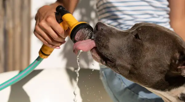 Mi perro no bebe agua de su cuenco, pero le encanta lamer el agua de la manguera.