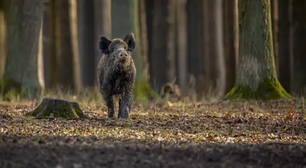 Dziki w lesie, przygotowuje się do polowania na dziki.