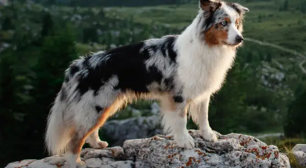 Ein wunderschöner Australian Shepherd Red Bi steht auf Felsen in den Bergen. Sein Fell ist ein Mix aus Weiß, Schwarz und Rotbraun.