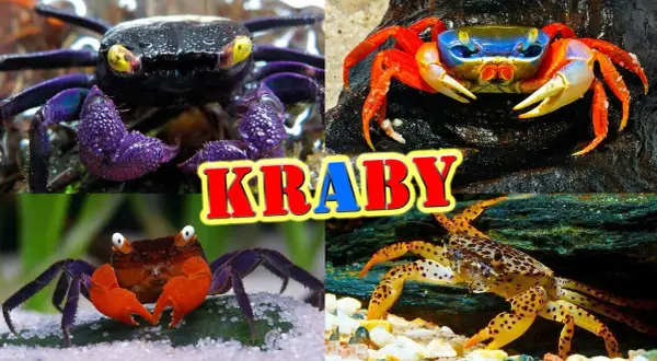 Jak rozmnażają się kraby? Odkryj zaskakujące tajemnice ich cyklu życia