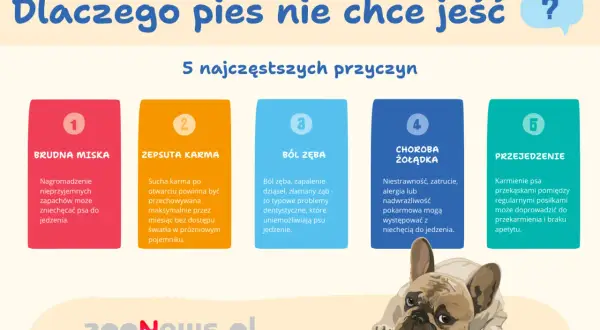 Dlaczego pies nie chce jeść? 5 przyczyn: brudna miska, zepsuta karma, ból zęba, choroba żołądka, przejedzenie. Piesek wygląda na smutnego.