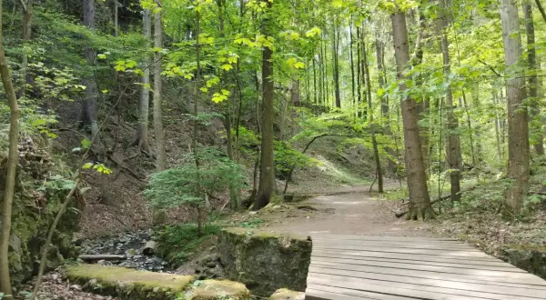 Zielony, leśny wąwóz myśliborski z drewnianym mostkiem nad strumieniem.