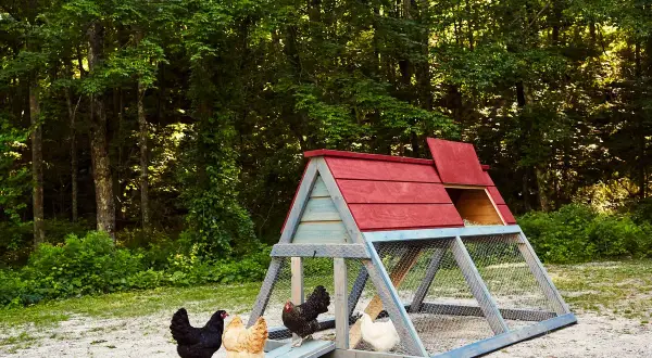 A charming DIY chicken coop with a red roof and blue frame sits in a wooded area. Several chickens, including black, tan, and white breeds, explore the gravel ground nearby.