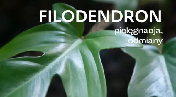 Jak kwitnie filodendron i jak stworzyć idealne warunki do tego