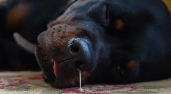 A black dog sleeps, with a drip of liquid from its nose, suggesting a dog nose bleed.