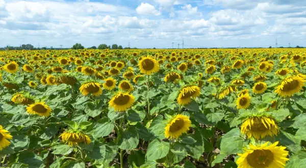 Ein weites Feld voller sonnenblumen pflanzen unter einem blauen Himmel mit weißen Wolken.