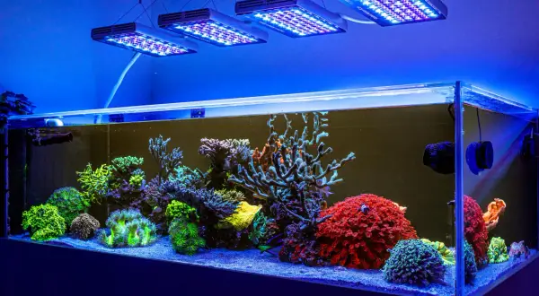 Kolorowe koralowce w akwarium morskim, oświetlone lampami LED. To przykład, jak dobrać oświetlenie do akwarium, by wyeksponować piękno podwodnego świata.