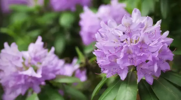 Fioletowe kwiaty rododendronu, choć piękne, mogą być podatne na choroby.