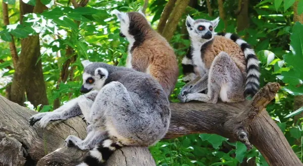 Veterinario Faunia: Encuentra la mejor atención para tu mascota