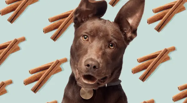 Un perro marrón mira curioso, rodeado de canela. ¿Sabías que los perros pueden comer canela en pequeñas cantidades?