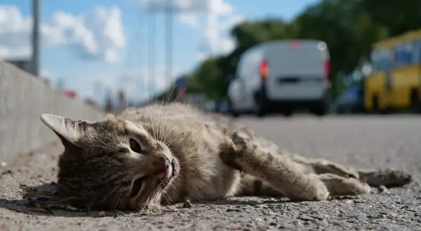 Zwierzę leży na drodze, krwawi z pyska. Czy potrącony kot przeżyje? W tle widać samochody i autobus.