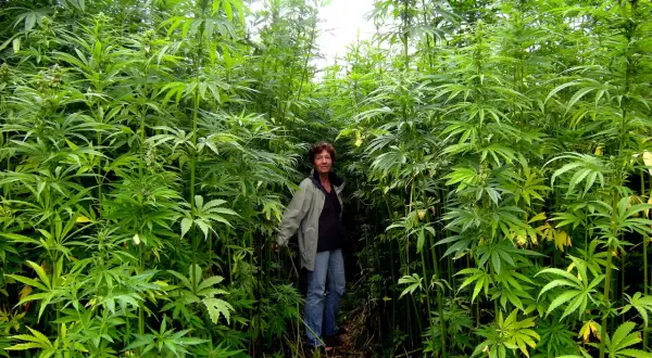 Konopie autoflowering na słońcu: Uprawa bez lamp na parapecie