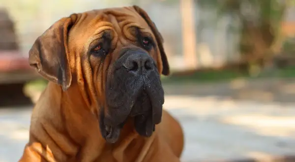 Ein brauner Boerboel mit faltigem Gesicht und treuem Blick. Sein Charakter ist loyal und beschützend.