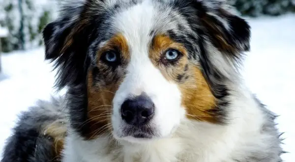 Ein wunderschöner Australian Shepherd Blue Merle mit eisblauen Augen blickt in die Kamera, umgeben von winterlicher Schneelandschaft.
