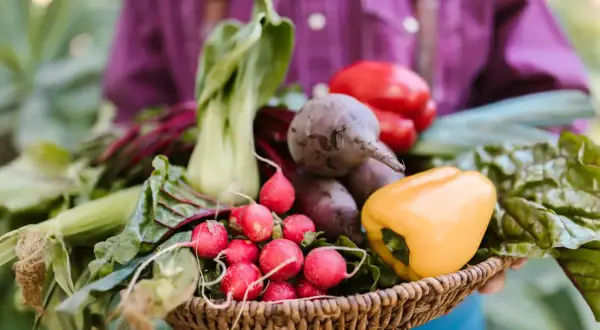 Koszyk pełen świeżych warzyw: rzodkiewki, buraki, papryka, kapusta pak choi. Idealny zbiór, by zastanowić się, jaki nawóz pod warzywa na wiosnę będzie najlepszy.