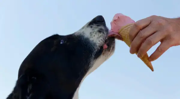 Un perro disfruta de un helado, un capricho que no forma parte de la dieta ideal de los cachorros.