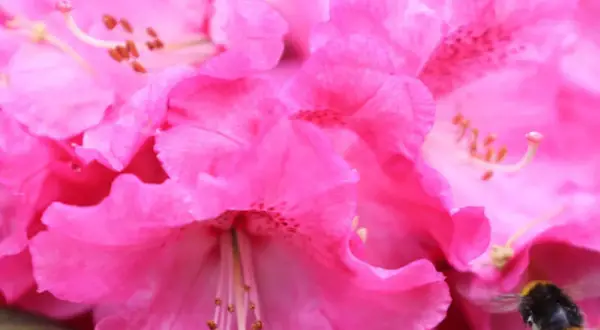 Nahaufnahme von pinken Rhododendronblüten. Vorsicht: Rhododendron ist giftig, auch wenn er Bienen anzieht.