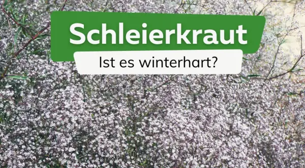 Schleierkraut, zart und blütenreich, ist es winterhart? Ein Meer aus winzigen weißen Blüten, das den Garten schmückt.