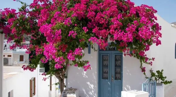 Un bougainvillier éclatant de rose devant une porte bleue. Idéal pour savoir où mettre un bougainvillier, il embellit cette façade blanche.