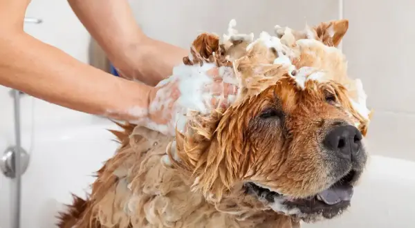 A person washes a fluffy dog in a bathtub, covered in soap. This image reminds us how often should you bathe your dog for optimal hygiene.