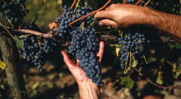 Ręczne zbieranie winogron Sangiovese w San Patrignano. Dłoń trzyma kiść, nożyczki odcinają kolejną.