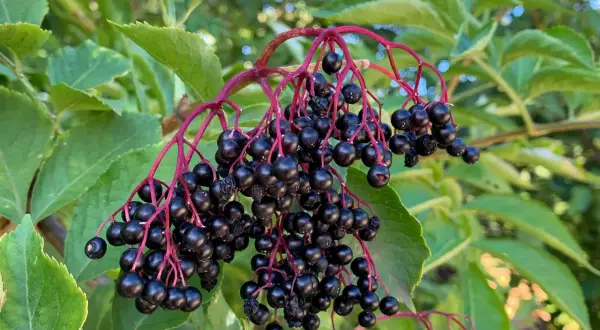 Dunkle, glänzende Holunderbeeren hängen an roten Stielen. Vorsicht: Holunderbeeren giftig roh!