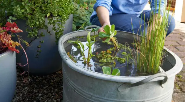 Person legt Pflanzen in ein Zinkgefäß, um einen Miniteich anzulegen. Wasserpflanzen und Schilf wachsen im Wasser.