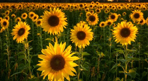 Un campo di girasole fiore baciato dal sole al tramonto. I petali gialli brillano, creando un'atmosfera calda e dorata.
