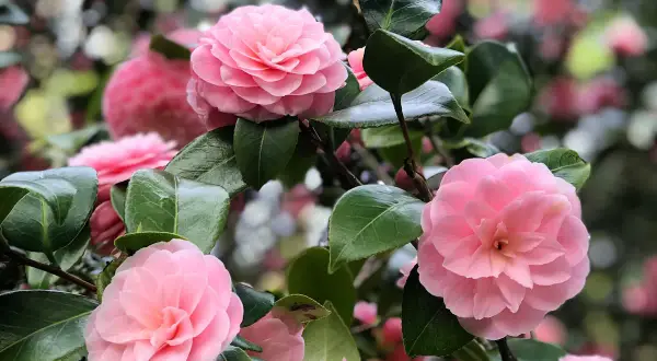 Magnifique camélia rose, prêt pour une exposition florale. Ses pétales délicats et ses feuilles vertes brillent sous la lumière.