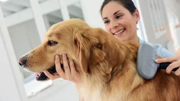 Golden retriever ma sierść czy włosy? Odkryj prawdę o ich futrze