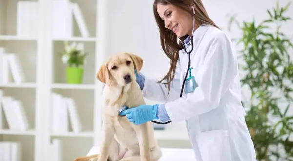 Veterinarios: Encuentra atención especializada y servicios cerca de ti