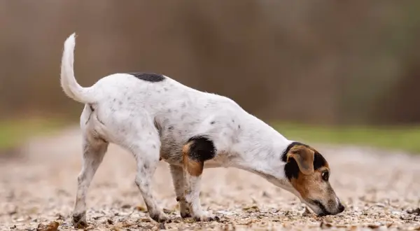 Mały piesek na spacerze, pochylony nad ziemią. Zastanawiasz się, dlaczego szczeniak je swoje odchody? To częste zachowanie, które może mieć różne przyczyny.