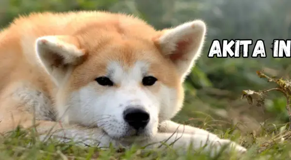 Akita Inu o łagodnym spojrzeniu leży na trawie. Poznaj akita inu charakter, by zrozumieć jego lojalność i spokój.