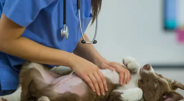 A vet in blue scrubs gently examines a playful puppy, likely administering the bordetella vaccine for dogs.