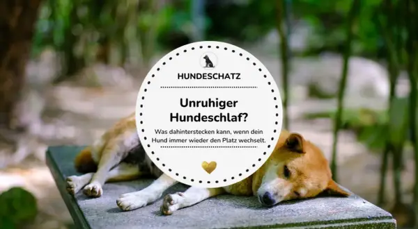 Ein Hund liegt auf einer Steinbank, wirkt aber unruhig. Der Text fragt: "Unruhiger Hundeschlaf? Was dahinterstecken kann, wenn dein Hund immer wieder den Platz wechselt.