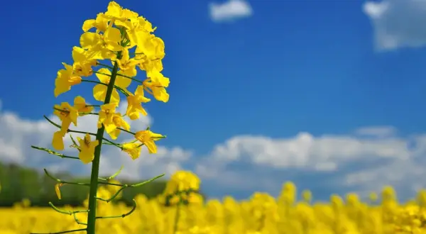 Kwiat rzepaku na tle błękitnego nieba. Zastanawiasz się, ile kosztuje tona rzepaku?