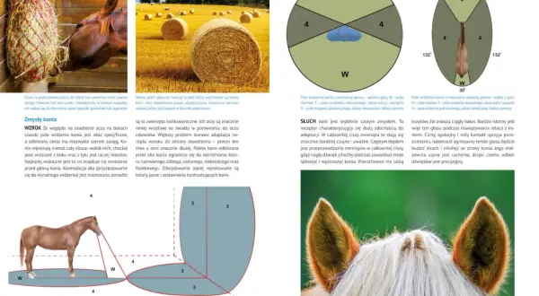 Atlas jeździectwa - klucz do rozpoczęcia bezpiecznej przygody jeździeckiej