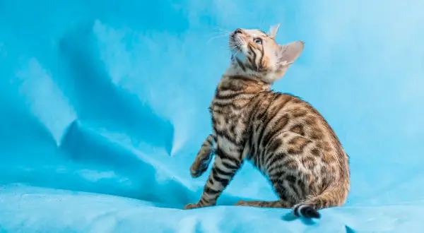 Czy Devon Rex uczula? Dowiedz się, jak uniknąć alergii na kota