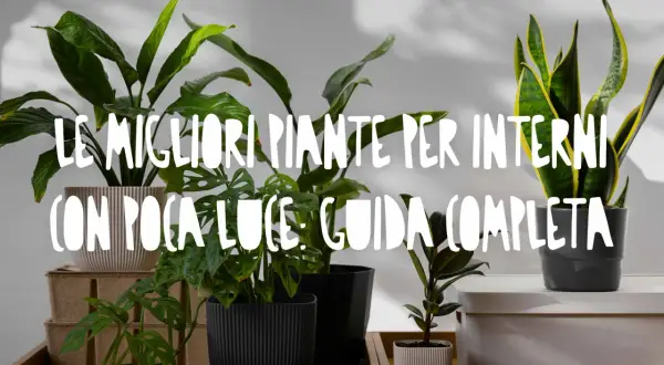 Piante da interno che prosperano con poca luce e poca acqua: una guida completa.