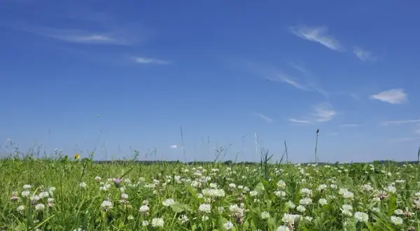 Kiedy siać koniczynę białą, aby uniknąć błędów w uprawie?