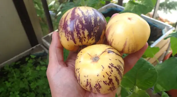 Dłoń trzyma trzy owalne owoce pepino, żółte z fioletowymi smugami, na tle zieleni i drewnianych skrzynek.