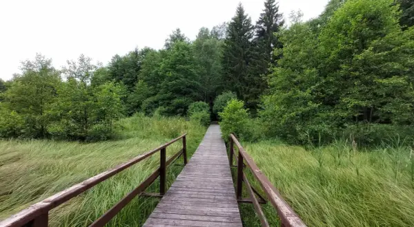 Drewniany pomost prowadzi przez malownicze łąki i lasy, odkrywając urokliwe suwałki atrakcje.