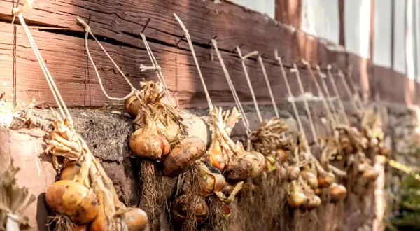 Zwiebeln ernten: Bündel von getrockneten Zwiebeln hängen an einer Holzwand, bereit zur Lagerung.
