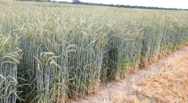 Zielone łodygi żyta jarego pną się ku niebu, tworząc gęsty, falujący dywan. Na skraju pola widać suche, pożółkłe źdźbła.