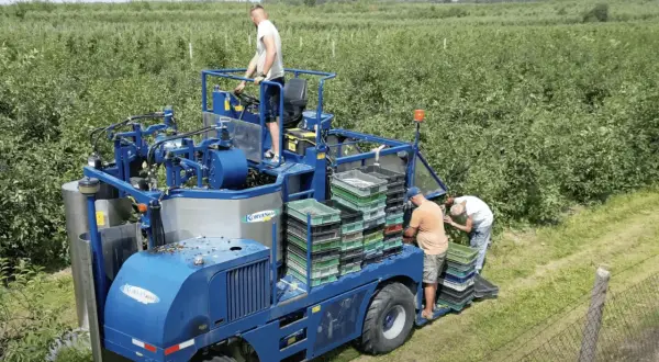 Kiedy sezon na wiśnie? Sprawdź, kiedy są najlepsze do zbioru